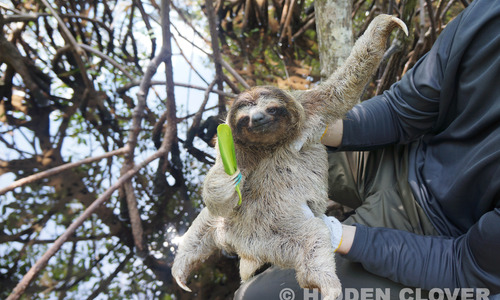 Docile_sloth_posing_with_mangrove_leaf