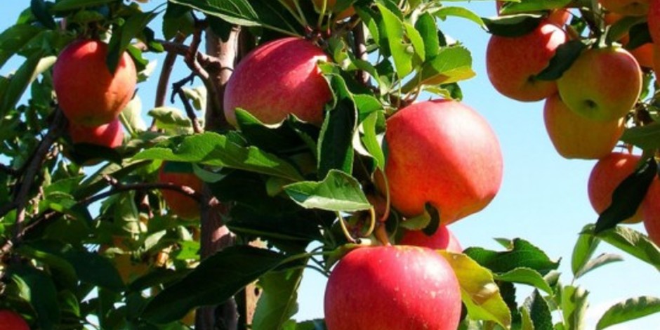 Apples-growing