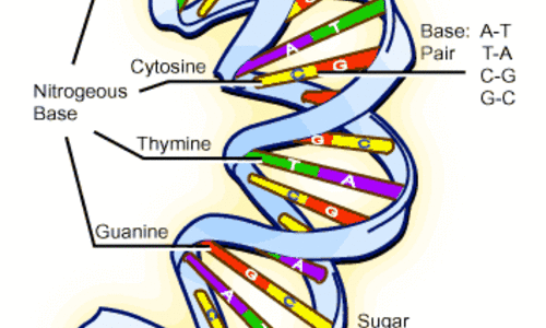 Http-__www.scq.ubc.ca_wp-content_dna