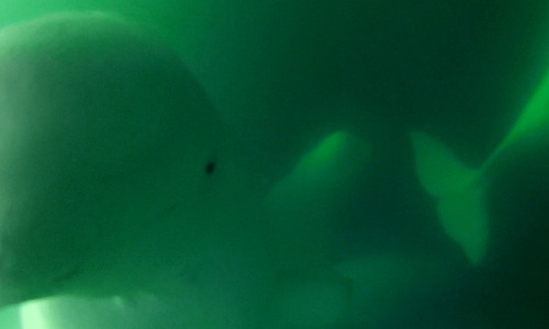 5._beluga_whales_of_churchill_captured_with_underwater_go-pro_camera_web_copy