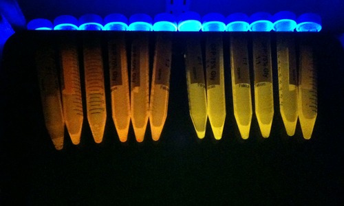 Img_0408_copy