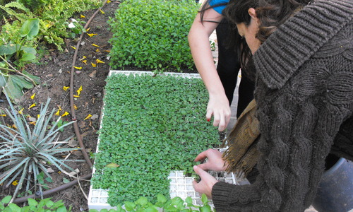 Planting_seedlings