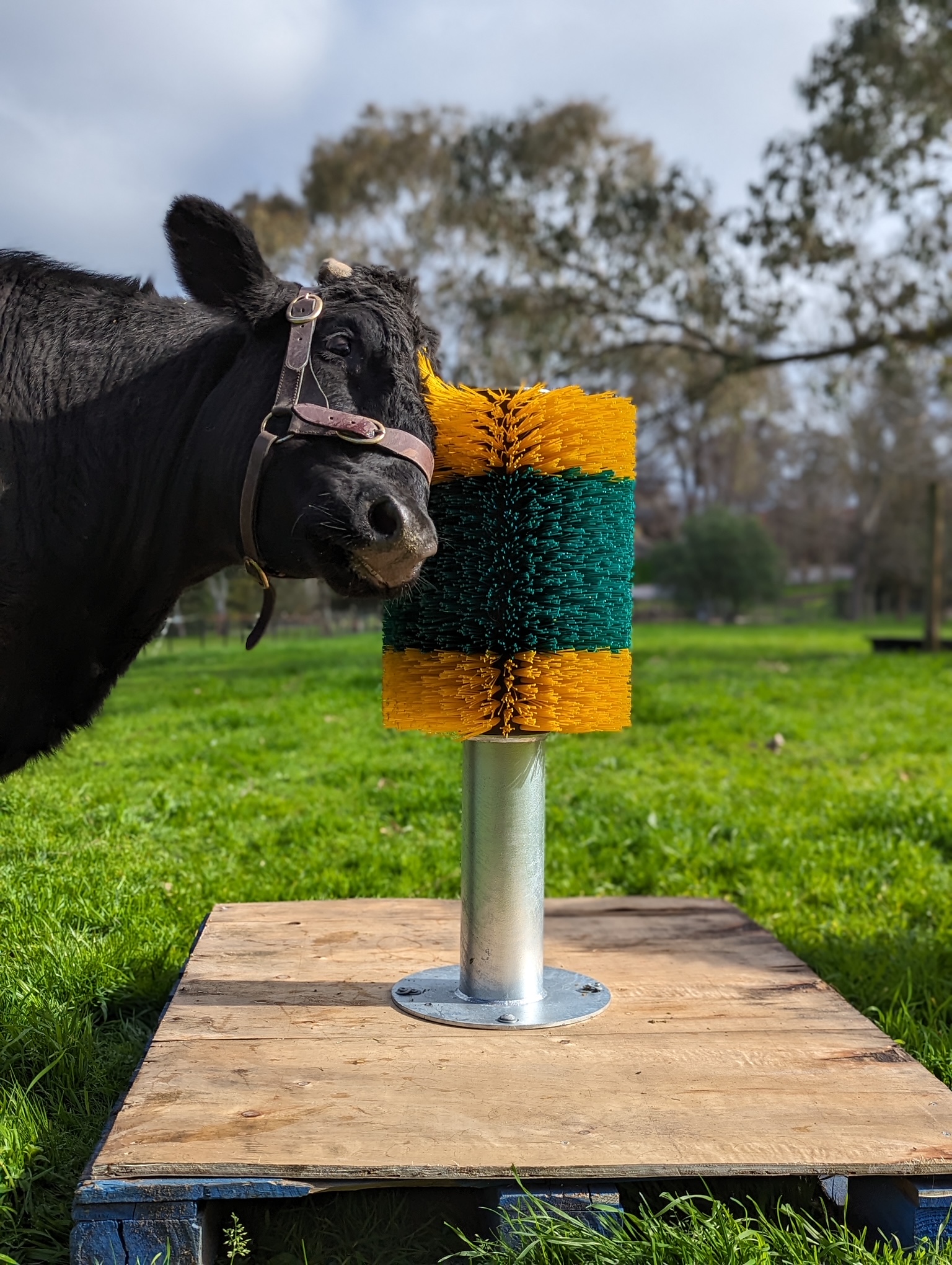 Keeping Collingwood Cows Happy ! - The Awesome Foundation