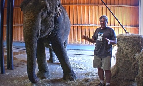 Bdnpull.bangorpublishing.netdna-cdn.com-elephant050212_7693293-600x360