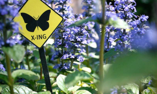 Pollinator-pathway